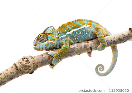 chameleon wearing sunglasses on a solid color background chameleon wearing sunglasses on a solid color background 113938060