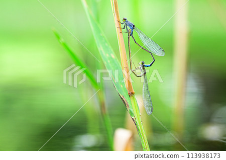 Black Damselfly mating 113938173