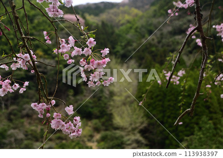 八木山川的垂枝櫻花景色 八木山川的垂枝櫻花景色 113938397