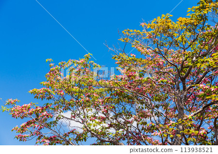 Fresh green dogwoods starting to bloom 113938521