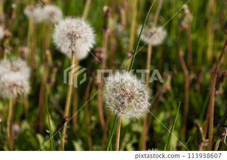 Ripe dandelions in green grass 113938607