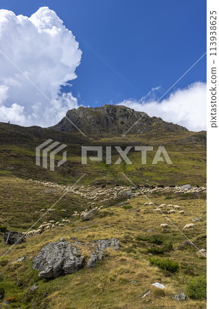Sheep in typical landscape near Portillo de Eraize and Col de la Pierre St Martin, Spanish French border in the Pyrenees, Spain Sheep in typical landscape near Portillo de Eraize and Col de la Pierre St Martin, Spanish French border in the Pyrenees, Spain 113938625