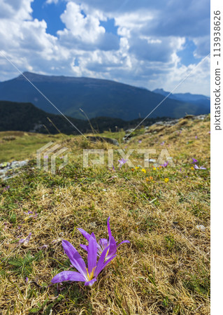 Typical landscape near Portillo de Eraize and Col de la Pierre St Martin, Spanish French border in the Pyrenees, Spain Typical landscape near Portillo de Eraize and Col de la Pierre St Martin, Spanish French border in the Pyrenees, Spain 113938626