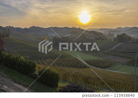 Typical vineyard near Canale, Barolo wine region, province of Cuneo, region of Piedmont, Italy Typical vineyard near Canale, Barolo wine region, province of Cuneo, region of Piedmont, Italy 113938640