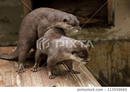 Otters hugging each other and looking down Otters hugging each other and looking down 113938660