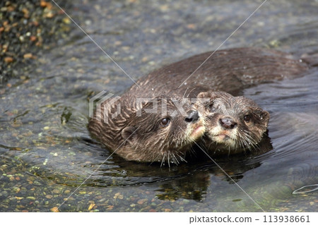 兩隻水獺面對面游泳 兩隻水獺面對面游泳 113938661