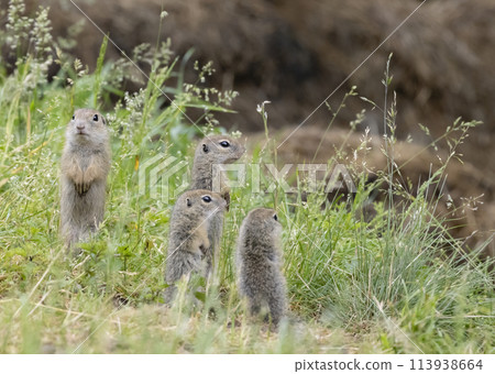 Ground squirrel colony (Syslovisko Biele vody), National park Muranska Planina, Slovakia 113938664