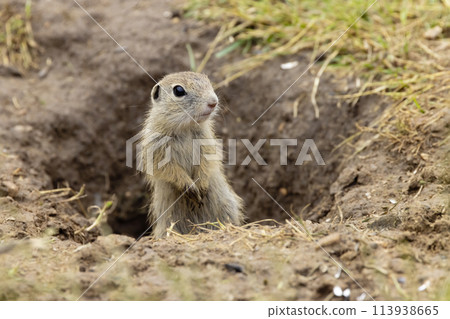 Ground squirrel colony (Syslovisko Biele vody), National park Muranska Planina, Slovakia Ground squirrel colony (Syslovisko Biele vody), National park Muranska Planina, Slovakia 113938665