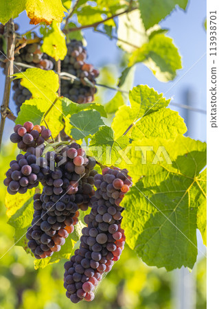 Vineyard with Palava, Southern Moravia, Czech Republic Vineyard with Palava, Southern Moravia, Czech Republic 113938701