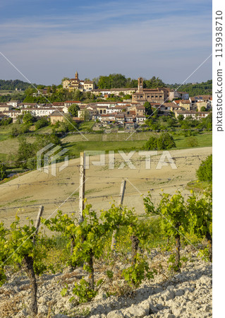 Typical vineyard near Castello di Razzano and Alfiano Natta, Barolo wine region, province of Cuneo, region of Piedmont, Italy 113938710