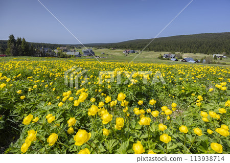 Spring landscape with Jizerka near Korenov, Northern Bohemia, Czech Republic 113938714