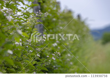 Blooming blackberries orchard , Zemplin hills, Hungary 113938738
