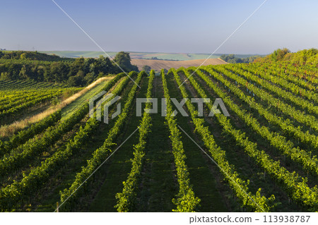 Vineyards with flovers near Cejkovice, Southern Moravia, Czech Republic 113938787