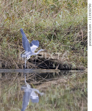 Gray heron (Ardea cinerea), Gemenc, unique forest between Szekszard and Baja, Dunaj-Drava National Park, Hungary 113938790