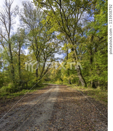 Gemenc, unique forest between Szekszard and Baja, Dunaj-Drava National Park, Hungary 113938792
