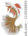 Beauty fighting fish art no background 113938893