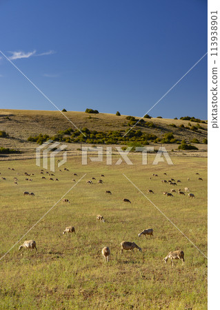 Herd of sheep near Millau, Occitanie, Departement Aveyron, France 113938901