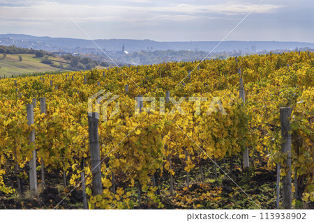 Autumn vineyard near Eger, Matra a Bukk mountains, Heves, Hungary Autumn vineyard near Eger, Matra a Bukk mountains, Heves, Hungary 113938902