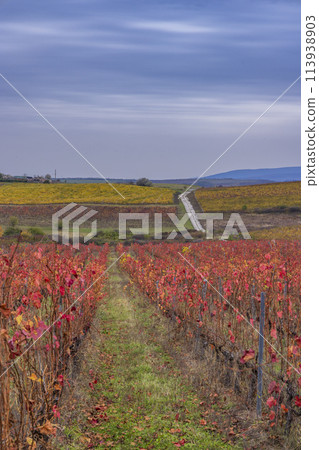 Autumn vineyard near Eger, Matra a Bukk mountains, Heves, Hungary 113938903