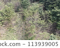 Fresh green leaves of larch forest in spring 113939005
