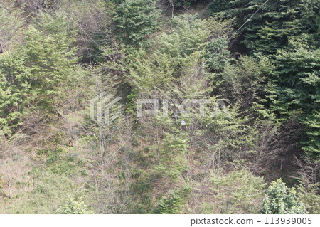 Fresh green leaves of larch forest in spring 113939005