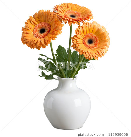 Gerbera Daisy large vibrant yellow and orange blooms in a modern white ceramic vase Gerbera 113939006