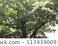 big camphor tree 113939009