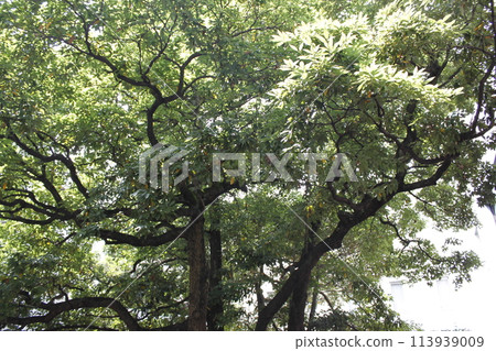 big camphor tree big camphor tree 113939009