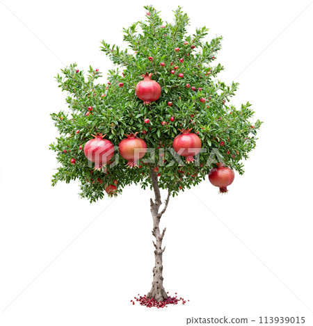 Pomegranate Tree glossy green leaves and bright red fruits with a crown like top Punica 113939015