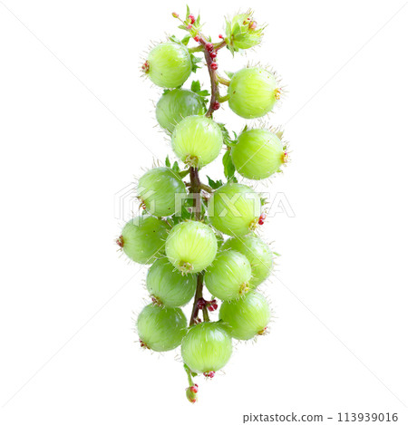 Gooseberry Bush spiny stems and small green berries Ribes uva crispa Final image should be 113939016