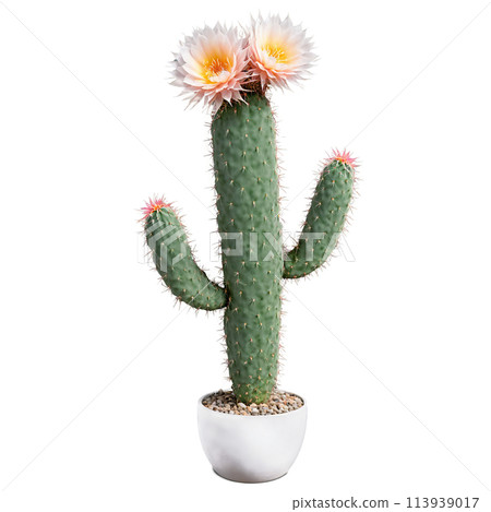 Fishbone Cactus long flat zigzagging stems with prominent ridges in a modern geometric ceramic pot 113939017