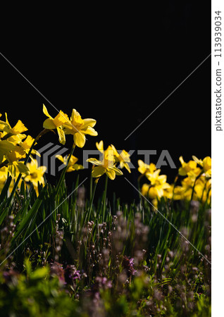 Trumpet Daffodils Trumpet Daffodils 113939034
