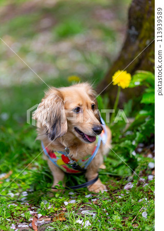 Kaninchen 臘腸犬在園區散步 Kaninchen 臘腸犬在園區散步 113939589
