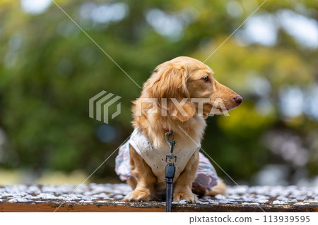 Dachshund walking in a park with cherry blossoms 113939595