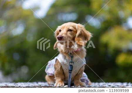 Dachshund walking in a park with cherry blossoms Dachshund walking in a park with cherry blossoms 113939599