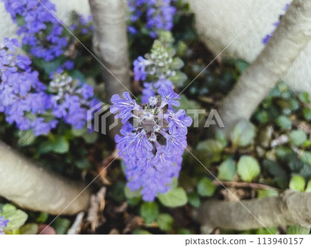 Bright purple flowers of the common starwort in the garden 3 Bright purple flowers of the common starwort in the garden 3 113940157