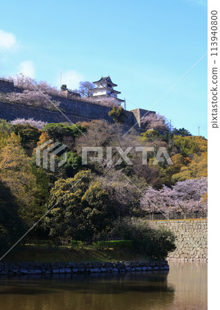 [Kagawa Prefecture] Marugame Castle in spring with cherry blossoms seen from the inner moat on the north side 113940800