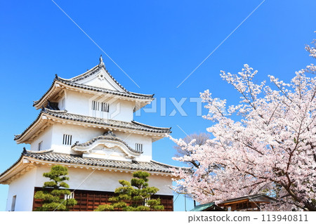 [香川縣] 春天櫻花盛開的丸龜城（現存天守閣和石牆名城） 113940811