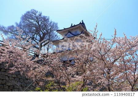 [香川縣] 春天櫻花盛開的丸龜城（從二之丸望去的天守閣和二之丸盛開的櫻花） 113940817