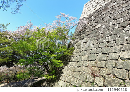 [Kagawa Prefecture] Marugame Castle in spring when cherry blossoms bloom (Sakura and Ishigaki) Ishigaki's famous castle 113940818