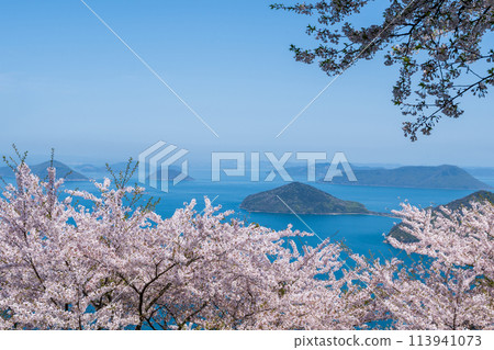 Cherry blossoms in full bloom at Mount Shiude 113941073