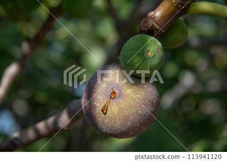 A drop of syrup on a ripe fig. 113941120