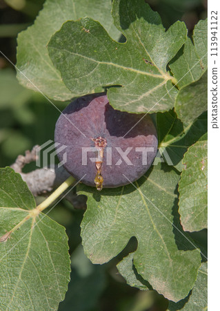 A drop of syrup on a ripe fig. 113941122
