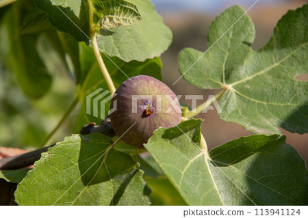 A drop of syrup on a ripe fig. A drop of syrup on a ripe fig. 113941124