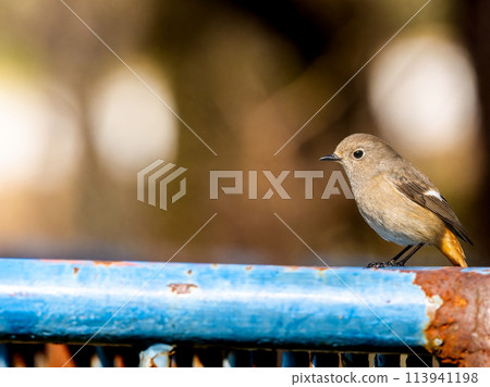 A female Daurian redstart perched on a railing, copy space 113941198