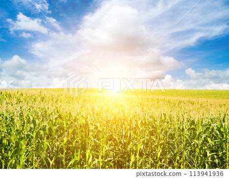 Green corn field and bright sunrise on blue sky. Green corn field and bright sunrise on blue sky. 113941936