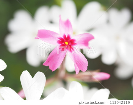 紅色苔蘚福祿考在白色苔蘚福祿考中綻放 113942119