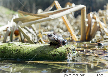Frog sitting on a log in the water in the sun. Frog sitting on a log in the water in the sun. 113942245