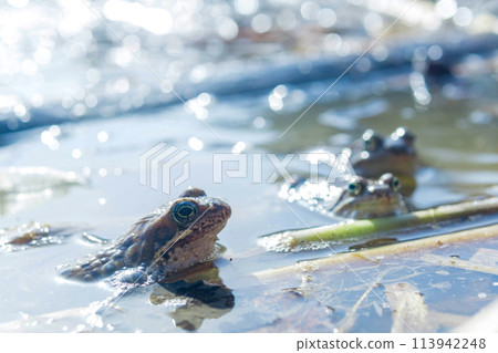 Frogs in a swamp on a sunny spring day, close-up Frogs in a swamp on a sunny spring day, close-up 113942248