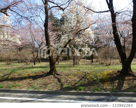 Cherry blossoms and white magnolia -8 113942263
